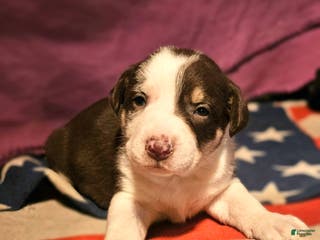 Border Collie dogs CeeCee - Ad 13