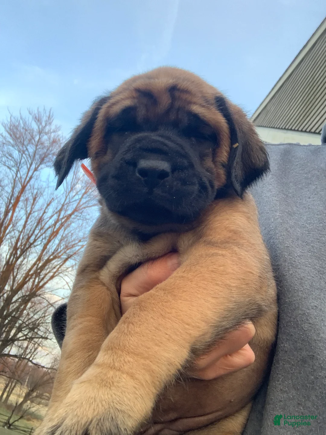 English Mastiff dogs for sale: Clara - Ad 2