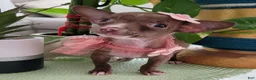 Chihuahua dogs for sale: Chihuahua 2 TEACUP LIL CHOCOLATE - Ad 5