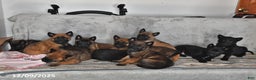 Belgian Malinois dogs for sale: Zeus - Ad 5