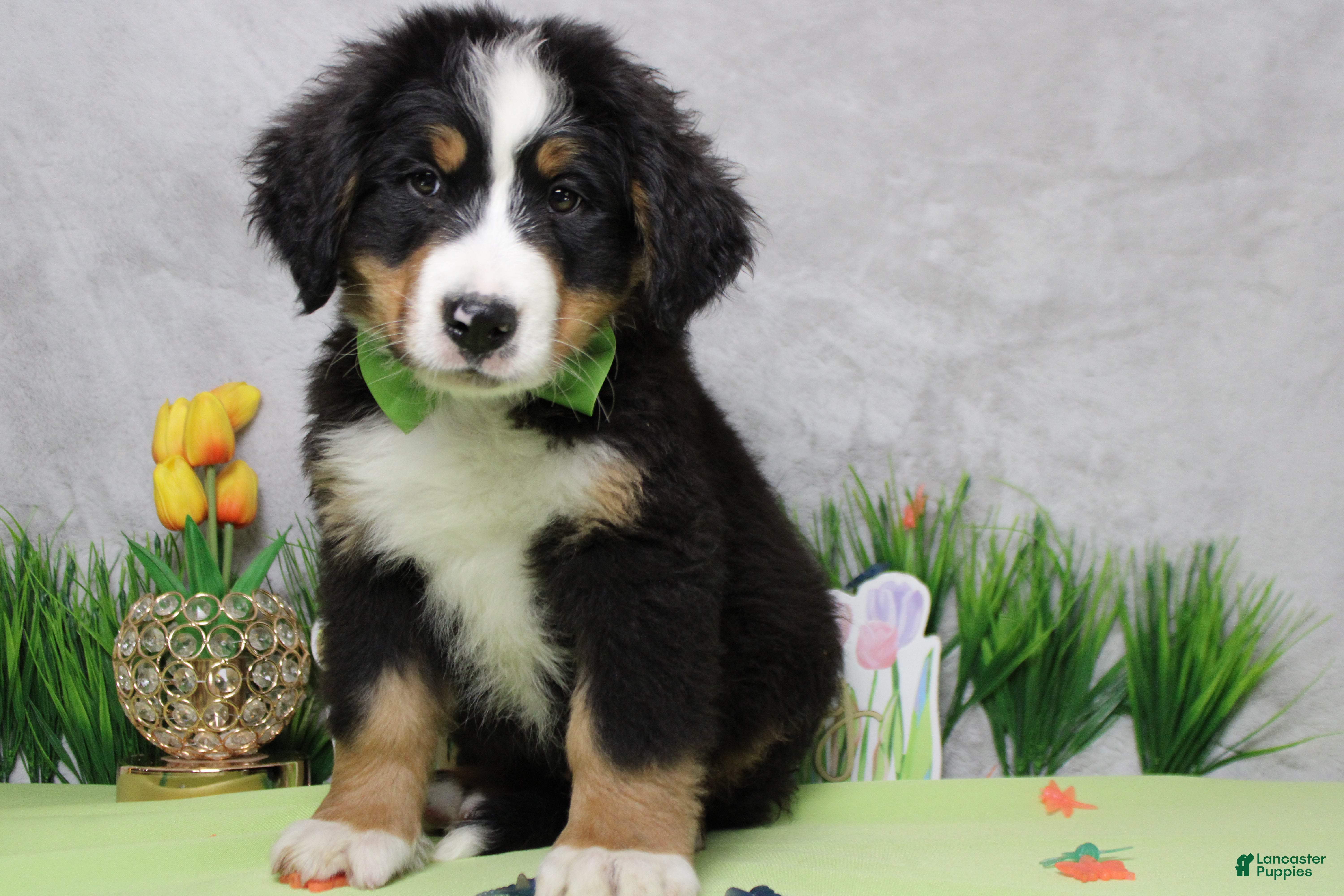 Bernese Mountain Dog dogs Cooper  - Ad 3