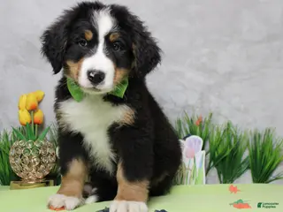 Bernese Mountain Dog dogs Cooper - Ad 3