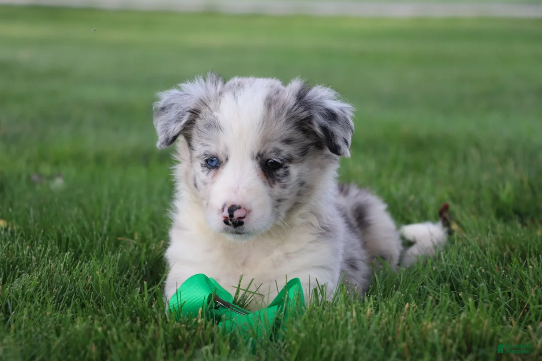 Border Collie dogs for sale: Remy - Ad 1