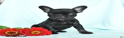 French Bulldog dogs for sale: Luke - Ad 4