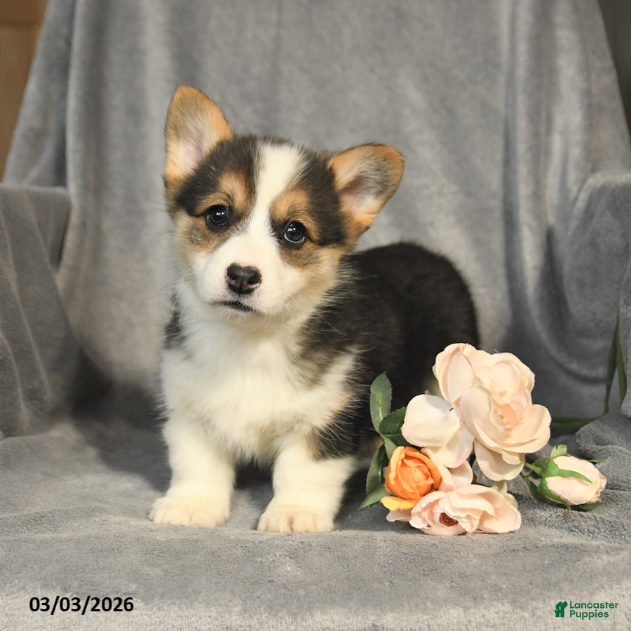 Welsh Corgi Pembroke dogs Bella   - Ad 1
