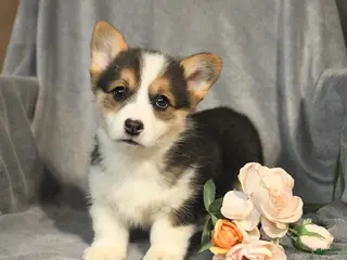 Welsh Corgi Pembroke dogs for sale: Bella - Ad 1