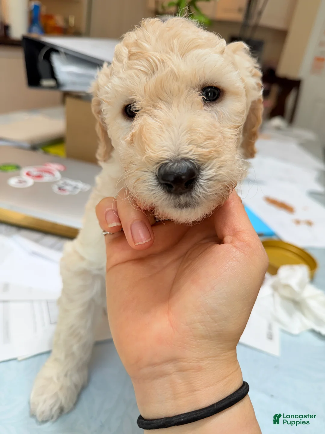 Standard Poodle dogs for sale: Standard Poodle Puppy 4 - Ad 2