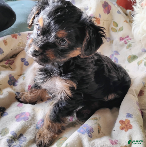 Mixed Breed dogs Tiny Tim - Ad 10