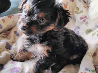 Mixed Breed dogs Tiny Tim - Ad 3