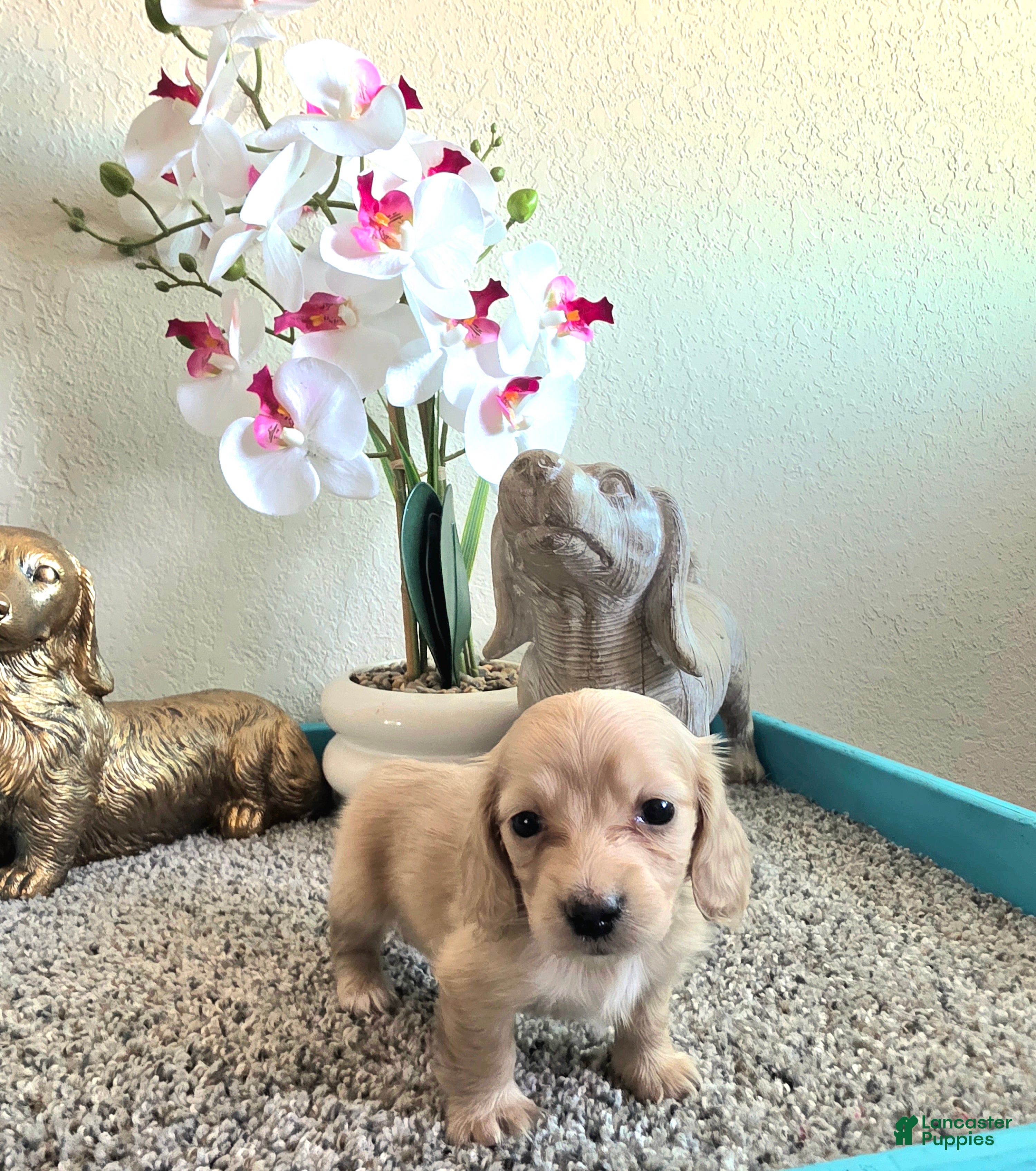 Miniature Dachshund dogs for sale: Daisy - Ad 2