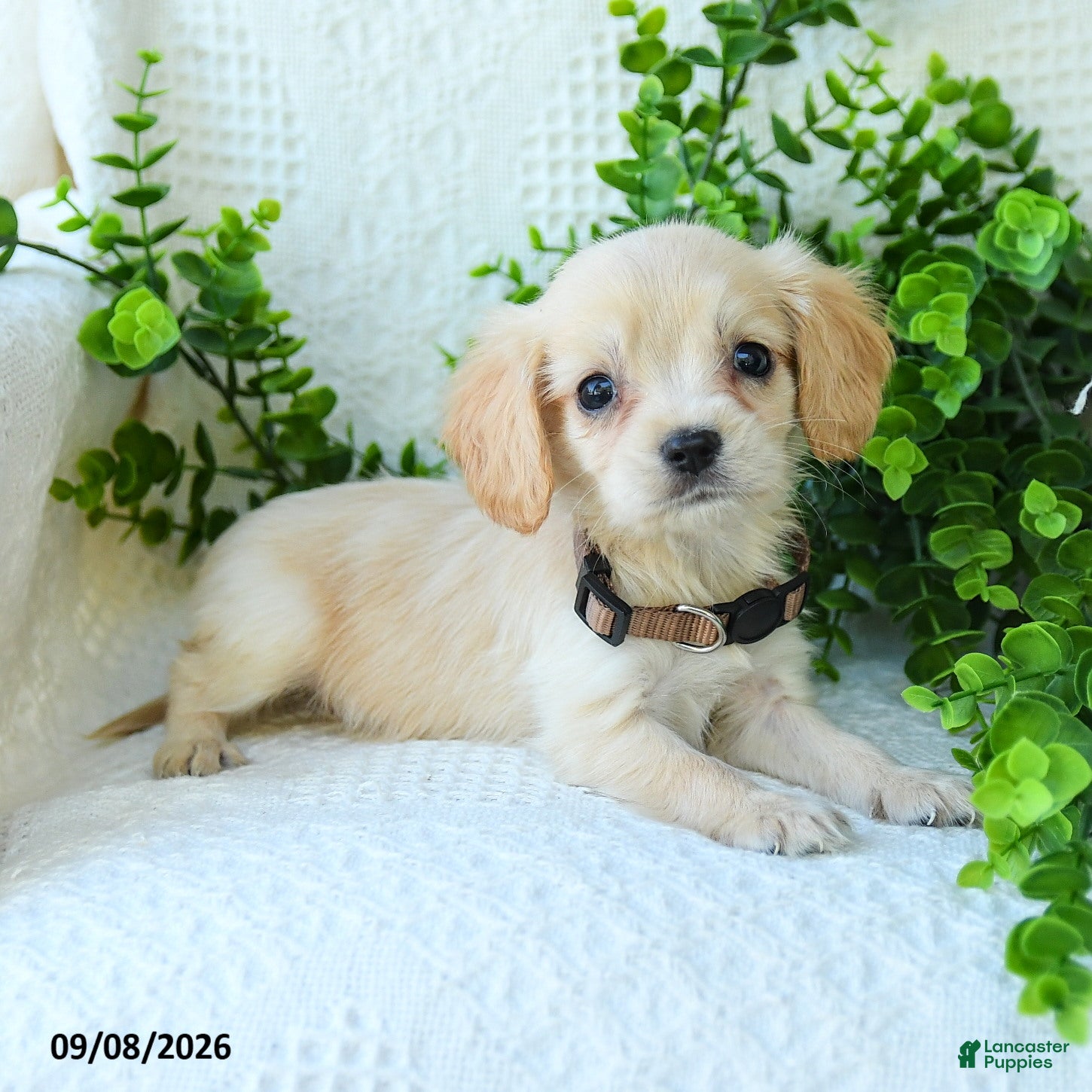 Miniature Golden Retriever dogs Aiden - Ad 1