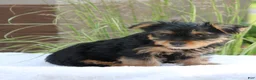 Yorkshire Terrier dogs for sale: Mocha - Ad 3
