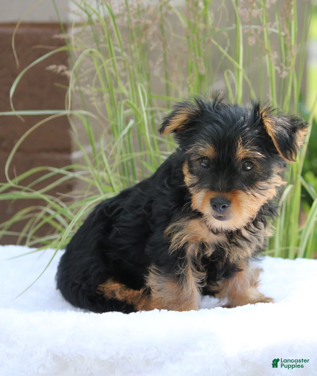 Yorkshire Terrier dogs for sale: Mocha - Ad 3