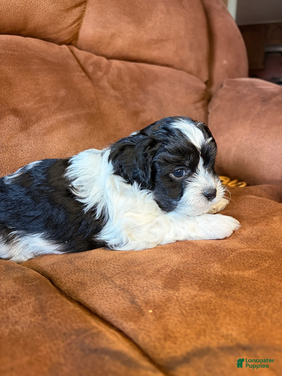 Mixed Breed dogs for sale: Archie - Ad 2