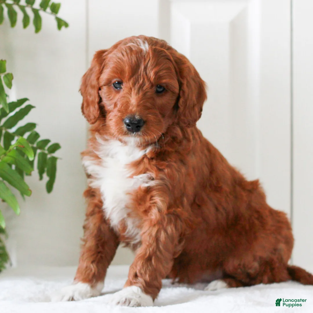 Mini Goldendoodle dogs for sale: Harrison  - Ad 3