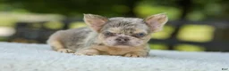 French Bulldog dogs for sale: Lacy - Ad 13