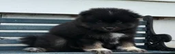 Pomeranian dogs for sale: Oreo - Ad 3