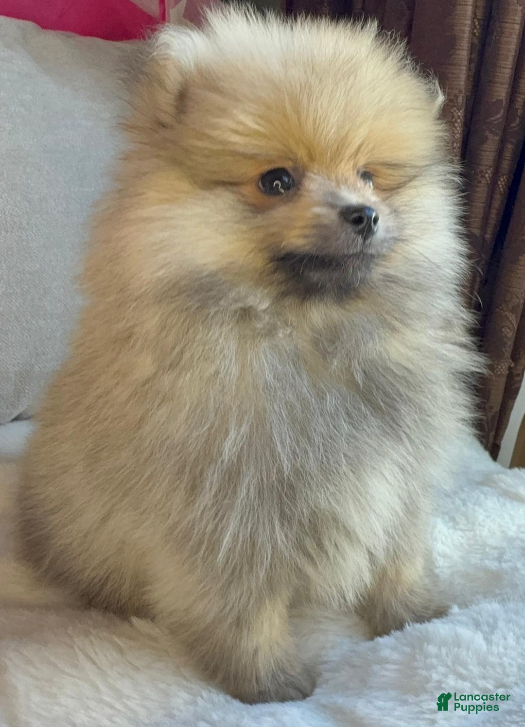 Pomeranian dogs for sale: Pomeranian Puppy George  - Ad 3
