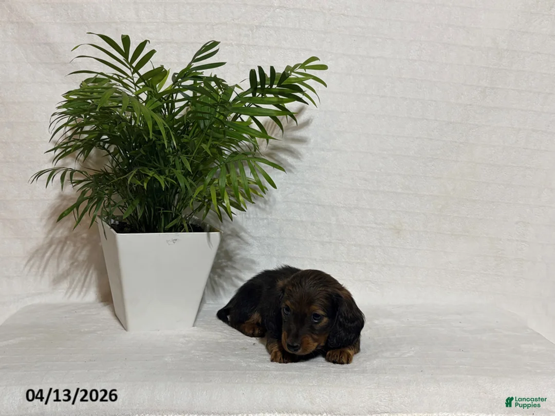 Miniature Dachshund dogs for sale: Lucky - Ad 2