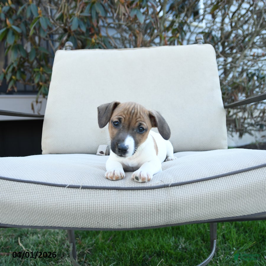 Jack Russell Terrier dogs Roscoe - Ad 2