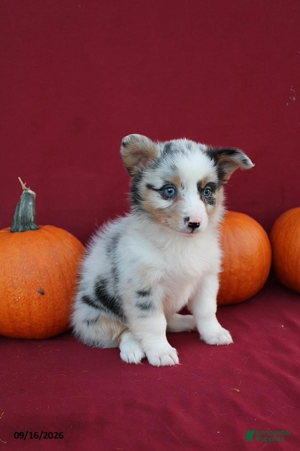 Mixed Breed dogs Autumn - Ad 1