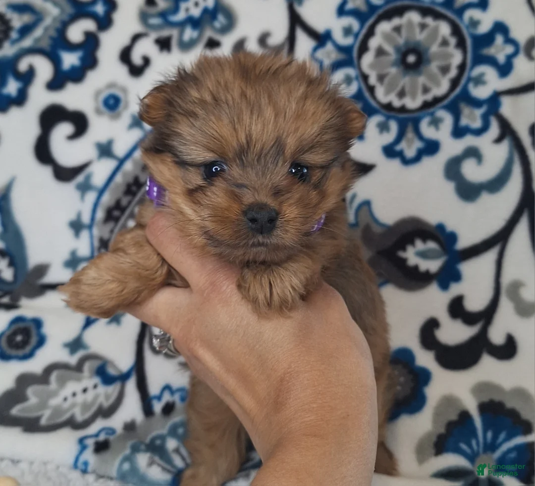 Mixed Breed dogs for sale: Lucky - Ad 1