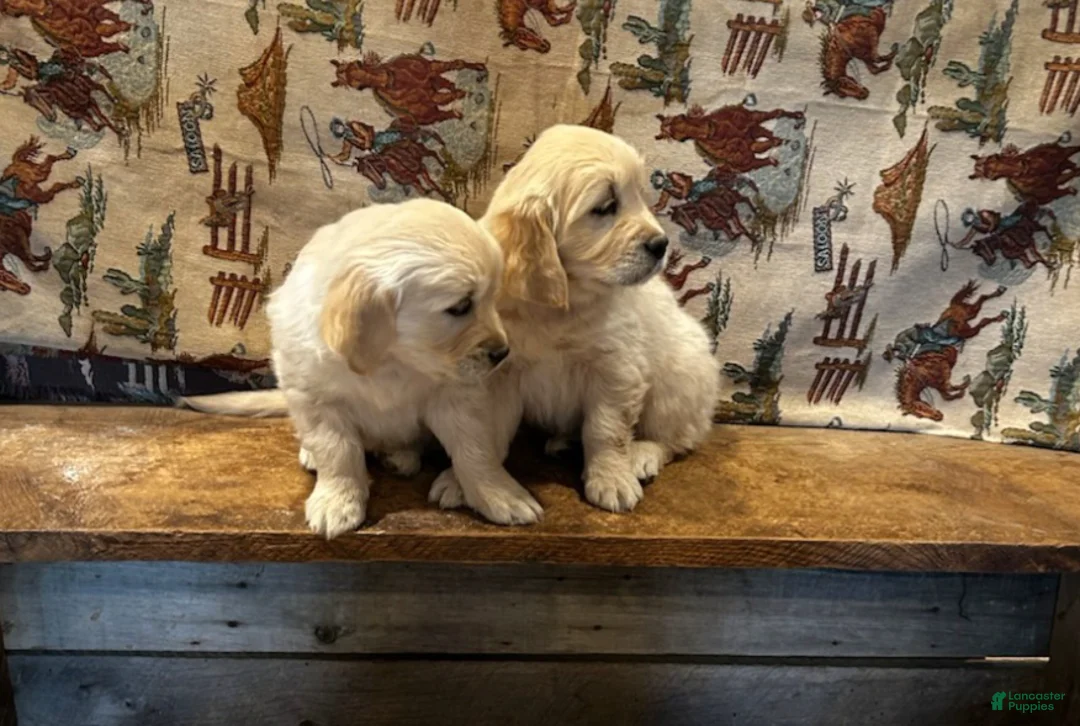 Golden Retriever dogs for sale: Sunny - Ad 2