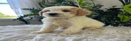 Mini Goldendoodle dogs for sale: Kenyon - Ad 3