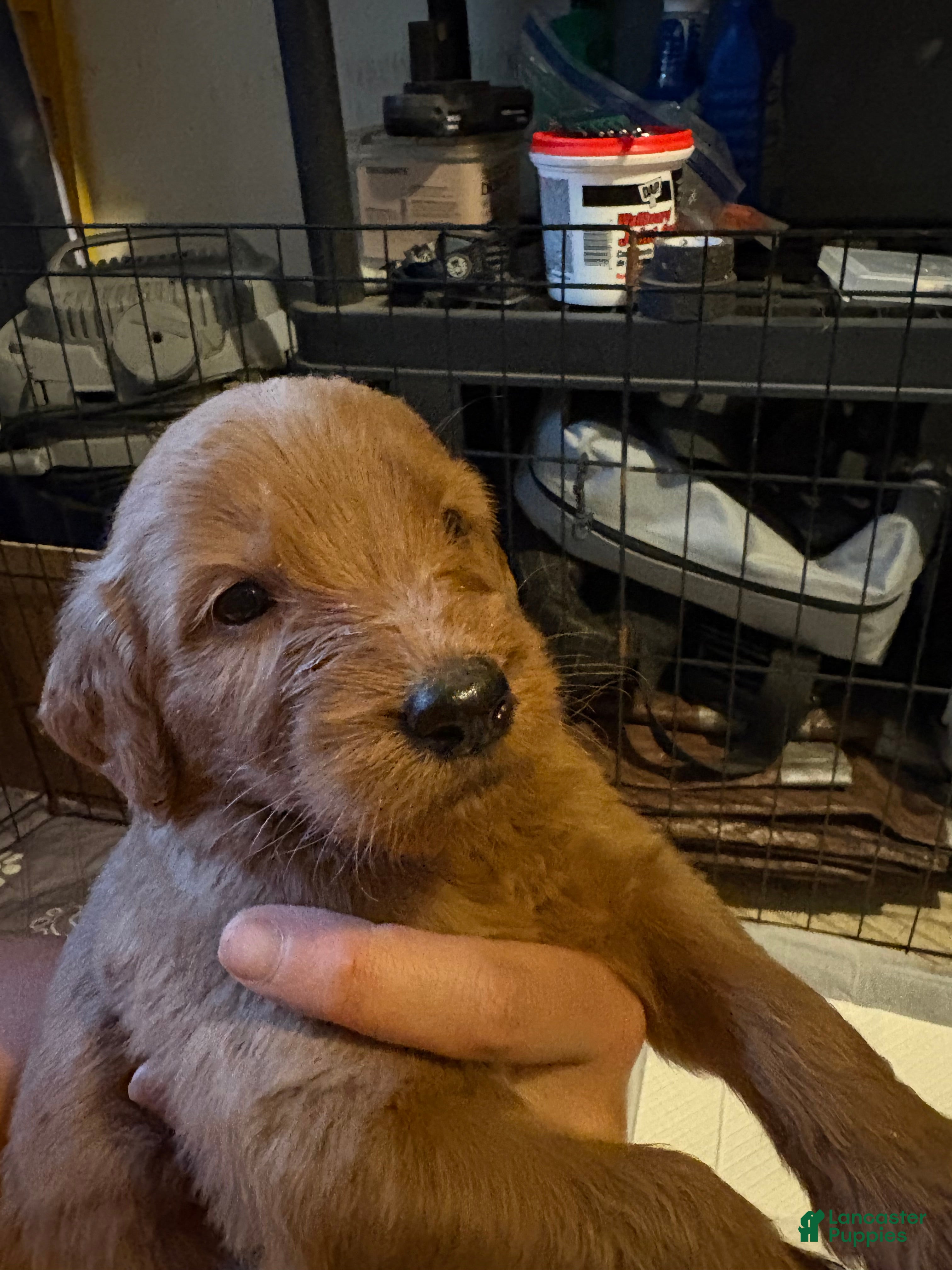 Goldendoodle dogs Goldendoodle 9 - Ad 2