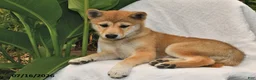 Shiba Inu dogs for sale: Starlight - Ad 1