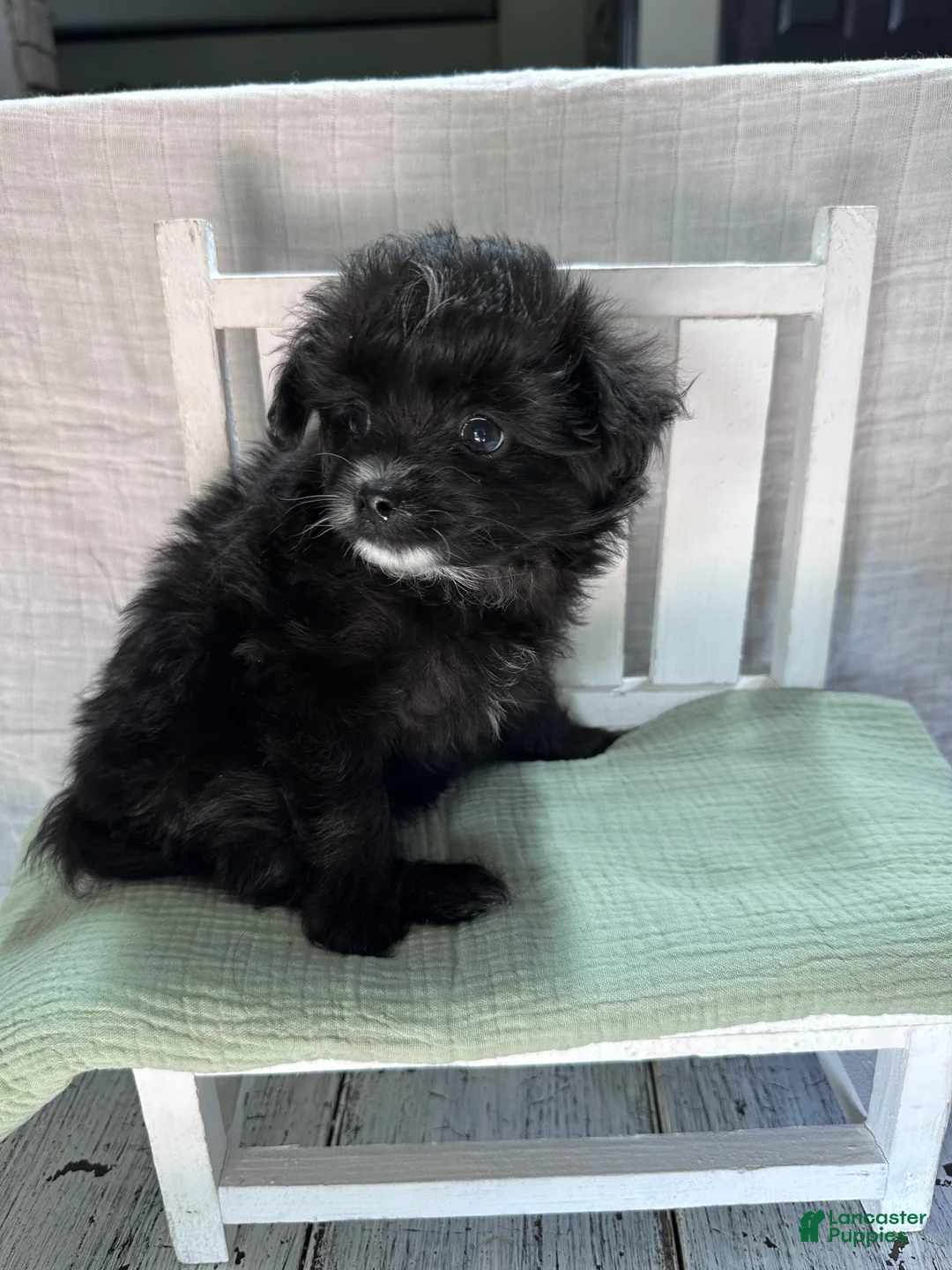 Pomapoo dogs for sale: Pomapoo 2 - Ad 2