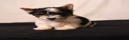 Biewer Terrier dogs for sale: Bella   - Ad 4