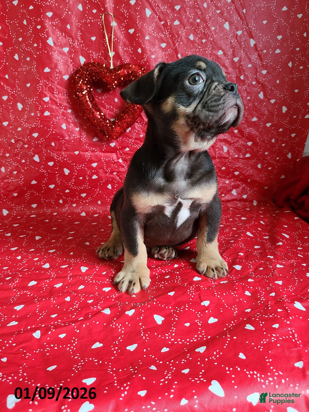 French Bulldog dogs for sale: Snickers - Ad 5