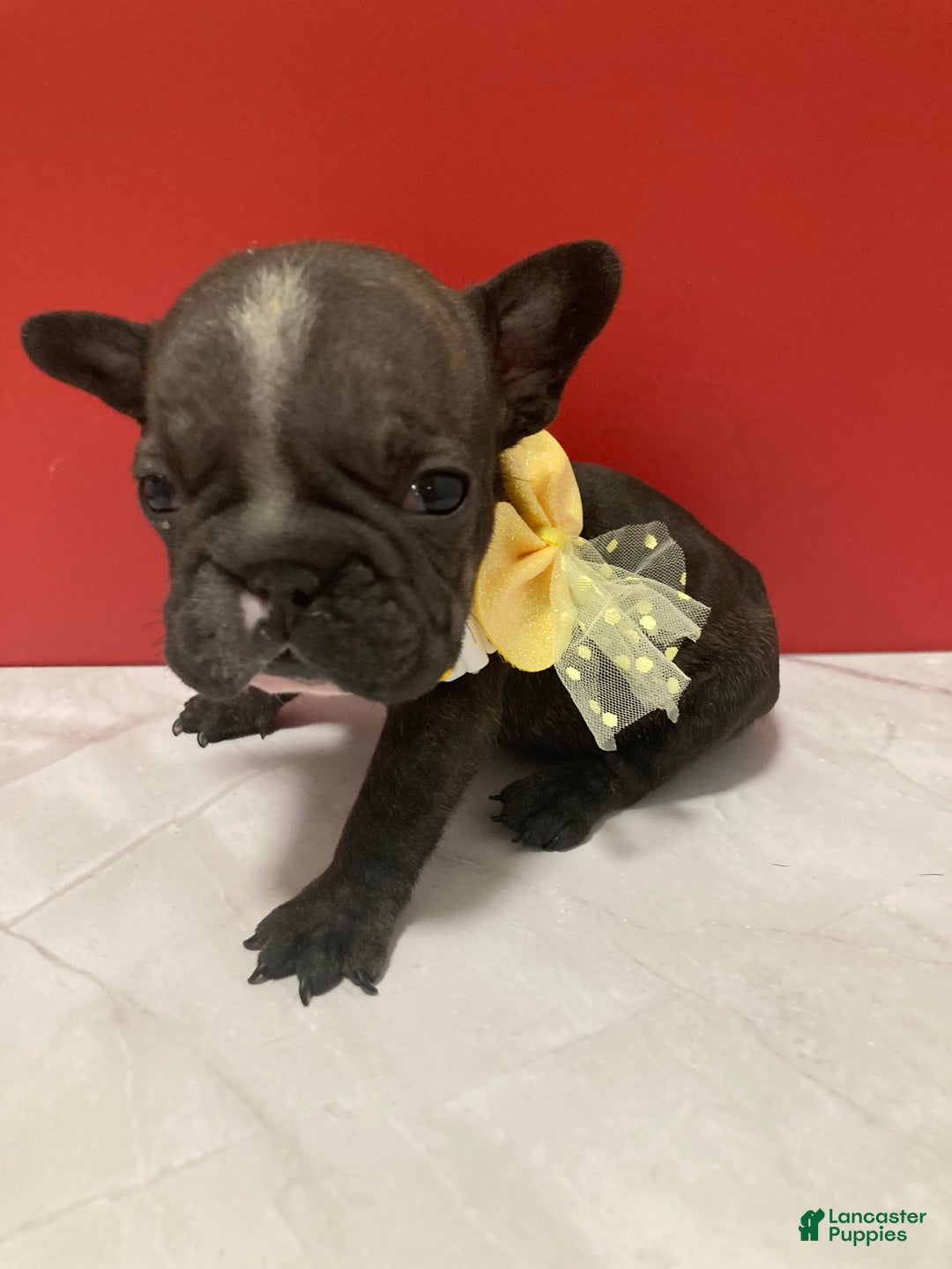 French Bulldog dogs for sale: Jewels - Ad 1