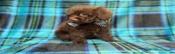 Shihpoo dogs for sale: Bentley - Ad 4