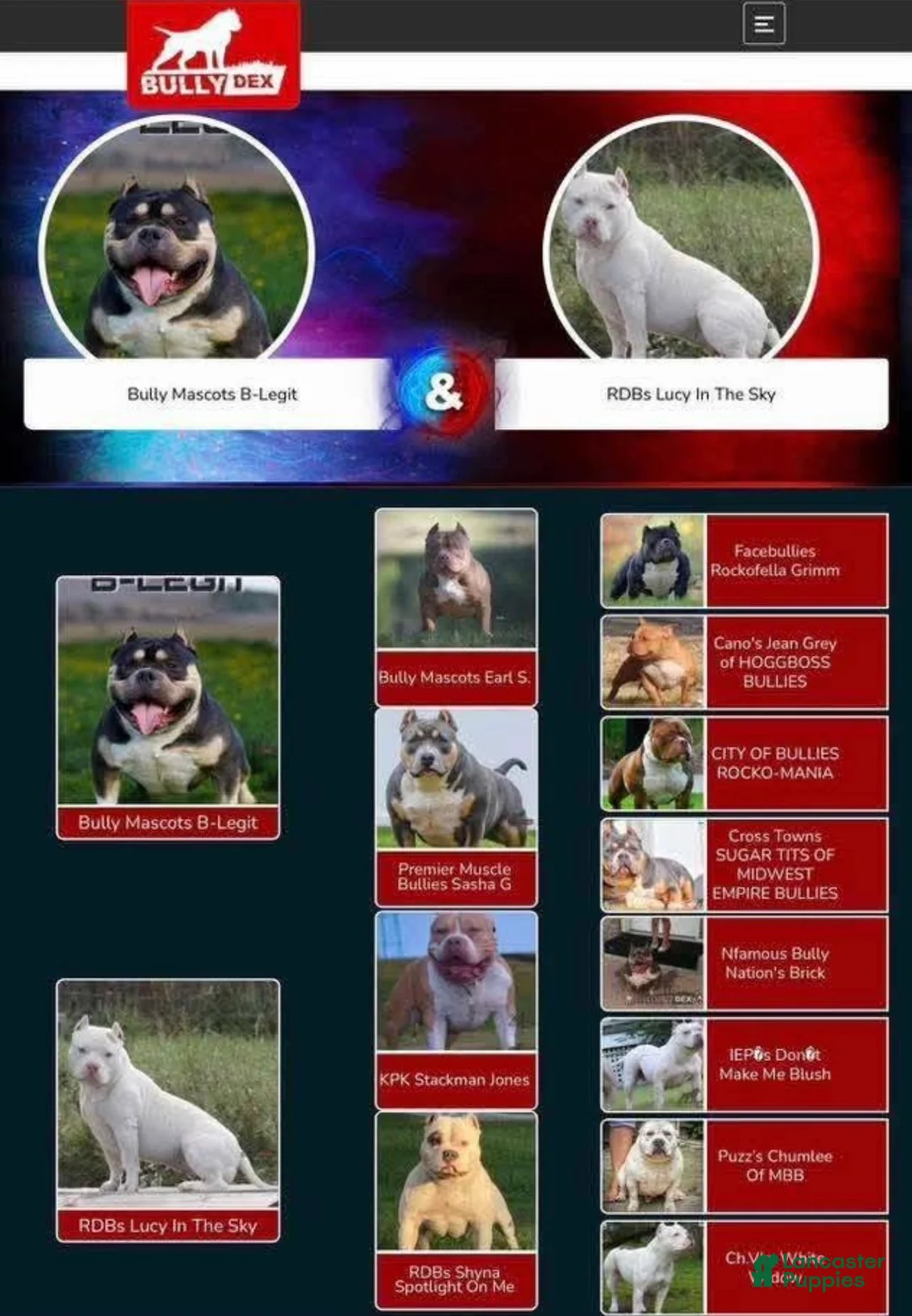 American Bully dogs for sale: Louie - Ad 4