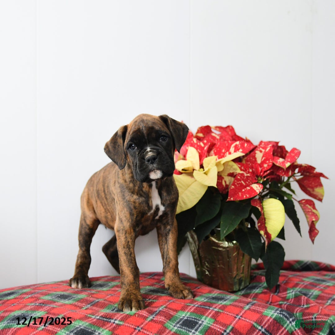Boxer dogs for sale: Bailey - Ad 3
