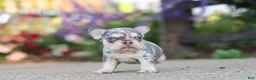 French Bulldog dogs for sale: Sienna - Ad 11