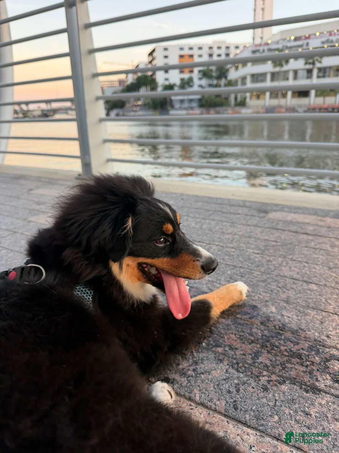 Miniature Australian Shepherd dogs for sale:  1 - Ad 2