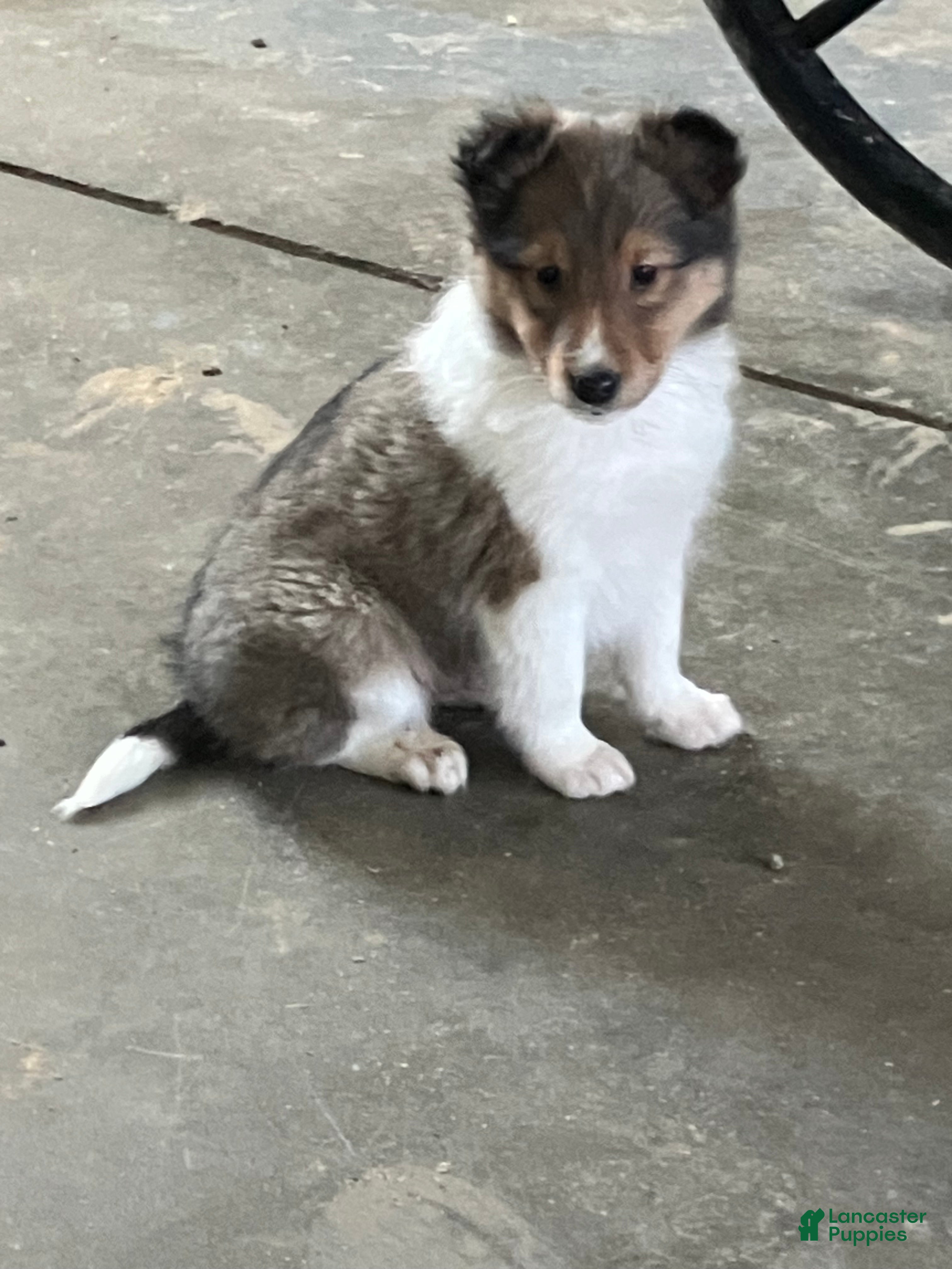 Shetland Sheepdog dogs Akc Snippy - Ad 21