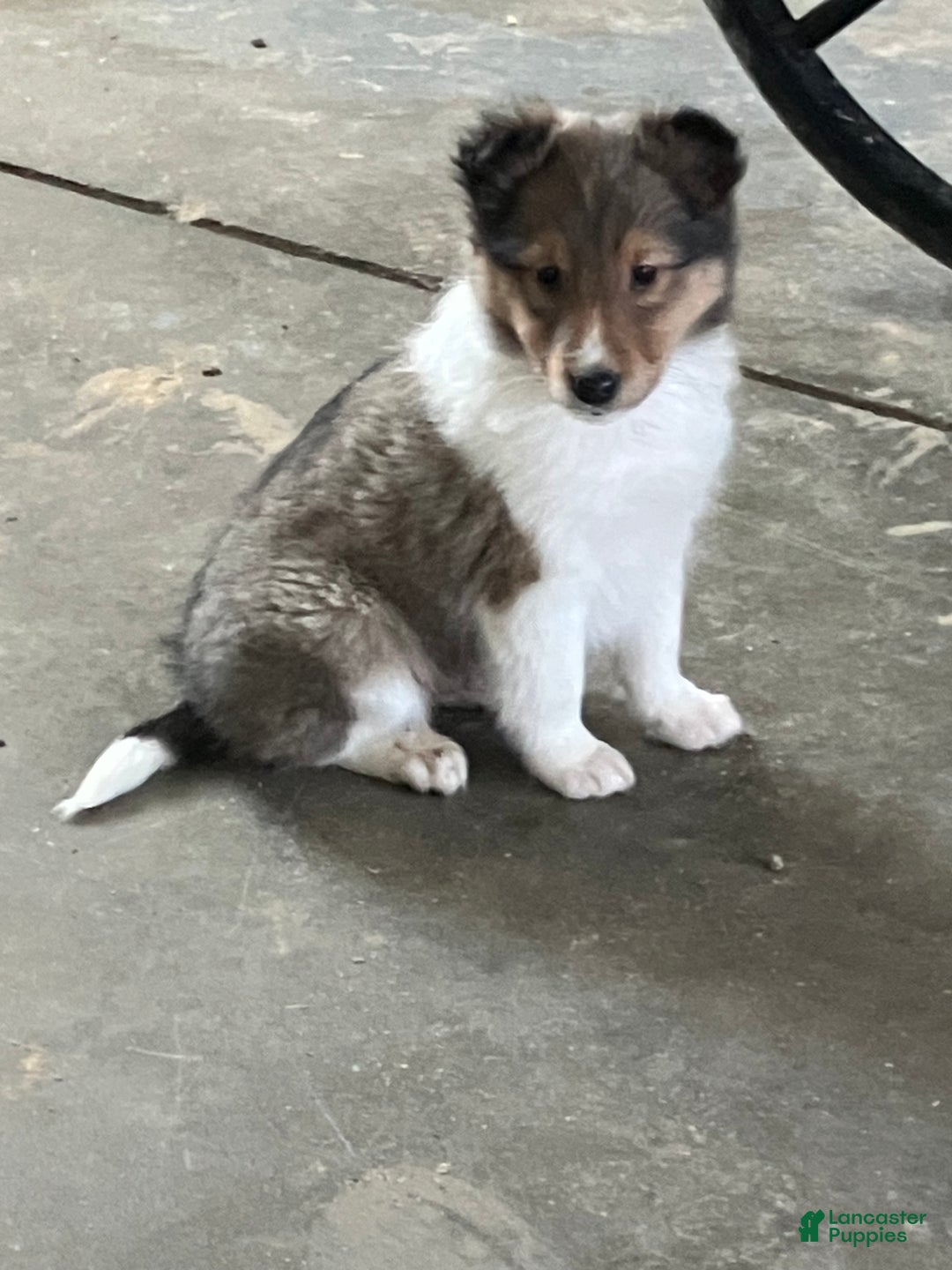 Shetland Sheepdog dogs for sale: Akc Snippy - Ad 1