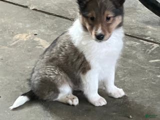 Shetland Sheepdog dogs Akc Snippy - Ad 16