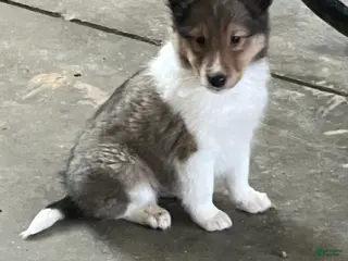 Shetland Sheepdog dogs Akc Snippy - Ad 16