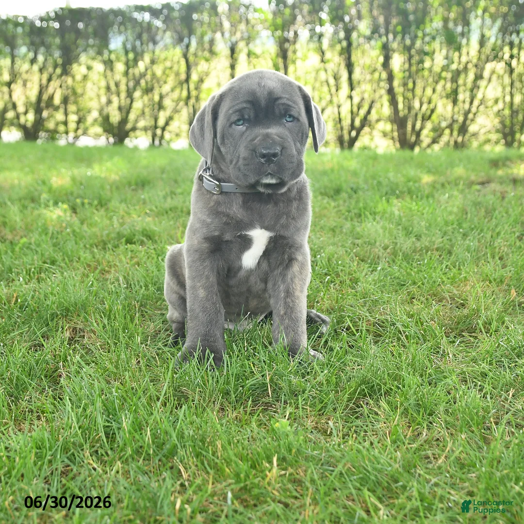 Cane Corso dogs for sale: Robot - Ad 1