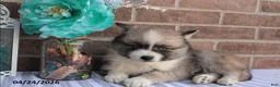 Pomsky dogs for sale: Parker - Ad 1
