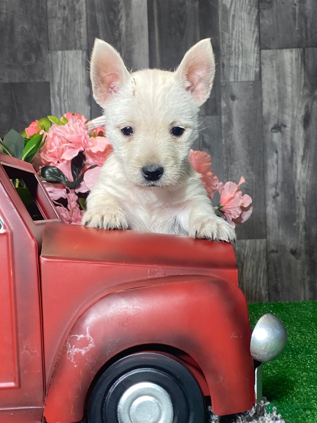 West Highland Terrier dogs for sale: Winnie - Ad 1