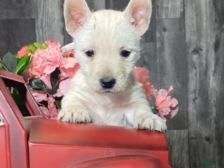 West Highland Terrier dogs Winnie - Ad 29
