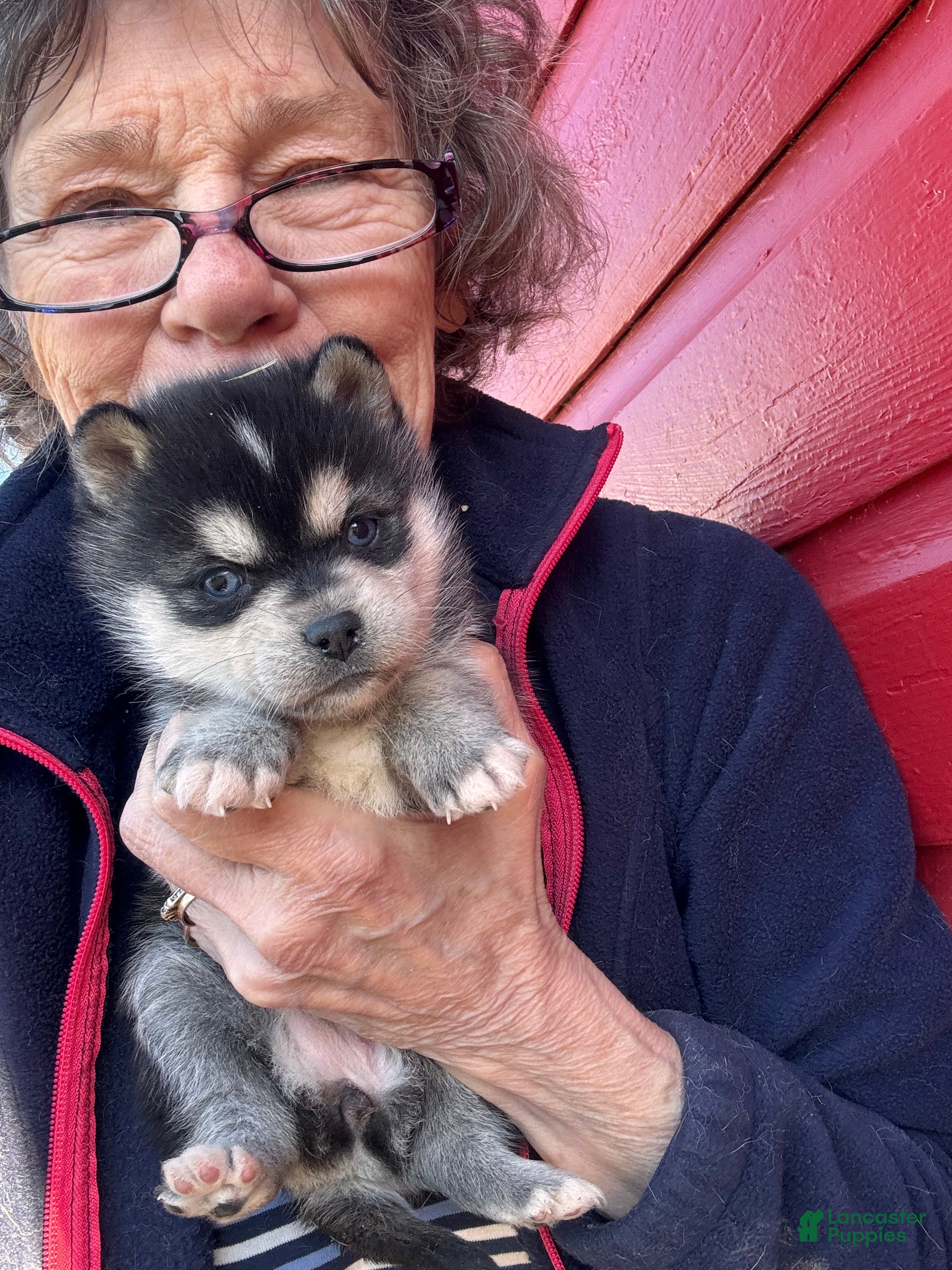 Alaskan Klee Kai dogs Alaskan Klee Kai Puppy 3 - Ad 17