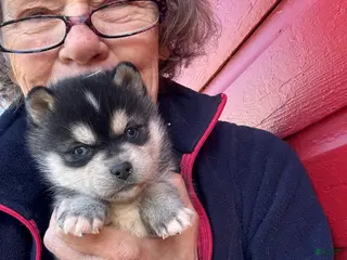 Alaskan Klee Kai dogs Alaskan Klee Kai Puppy 3 - Ad 17