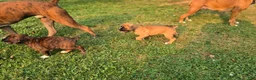 Boxer dogs for sale: Twinny - Ad 7